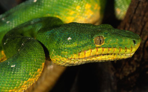 Smooth Green Snake Background HD Wallpapers 79615