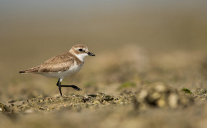 Plover Wallpapers Full HD 75511