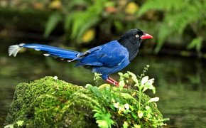 Taiwan Blue Magpie HD Wallpapers 80361