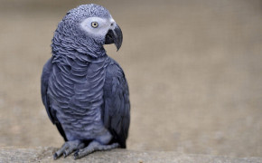African Grey Parrot Wallpaper 73399