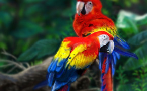 Military Macaw Wallpaper 75076