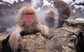 Japanese Macaque HD Wallpapers 77139