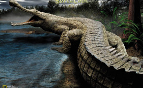 Alligator Best HD Wallpaper 73527