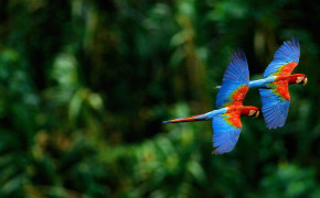 Scarlet Macaw Wallpapers Full HD 78986