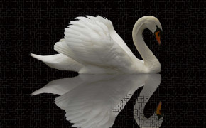 Swan Best HD Wallpaper 80270
