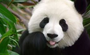 Baby Panda Images 07605