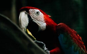 Scarlet Macaw HD Background Wallpaper 78979
