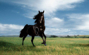 Black Horse Widescreen Wallpapers 07682