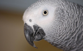 African Grey Parrot High Definition Wallpaper 73397