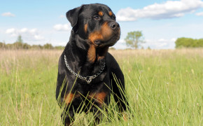 Rottweiler Background HD Wallpapers 78719