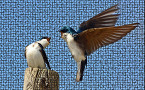 Tree Swallow Widescreen Wallpapers 80773
