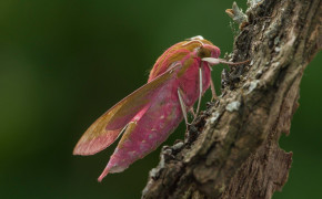 Rosy Maple Moth HD Wallpapers 78713