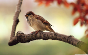 Sparrow Background HD Wallpapers 79749
