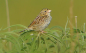 Henslows Sparrow Background Wallpapers 76625
