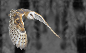 Barn Owl Desktop Wallpaper 74213