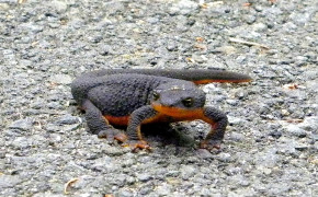 Rough Skinned Newt Background Wallpapers 78754