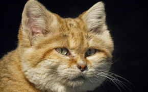 Sand Cat Background Wallpapers 78871