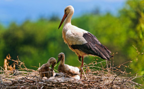 Stork Background HD Wallpapers 80120