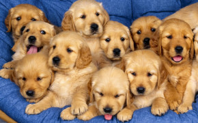 Puppy HD Wallpapers 77908