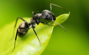 Ant Background Wallpaper 73858