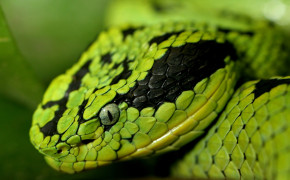 Green Viper Snake Wallpaper 1920x1200 81107