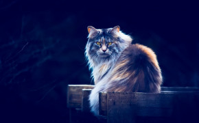 Maine Coon Background HD Wallpapers 74716