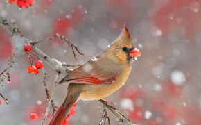 Northern Cardinal Background HD Wallpapers 75408