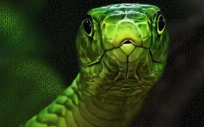 Smooth Green Snake Background Wallpaper 79616