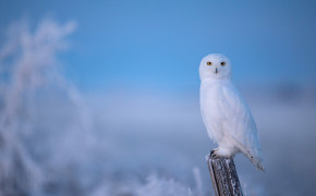 Snowy Owl Desktop Wallpaper 79703
