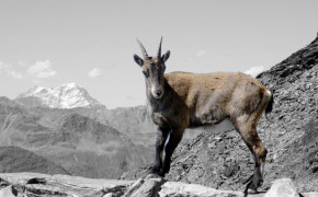 Alpine Ibex Background Wallpapers 73578