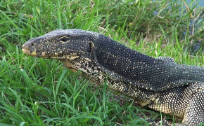 Asian Water Monitor HD Background Wallpaper 74041