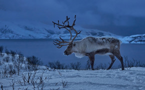 Reindeer Best Wallpaper 78459