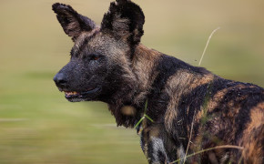 African Wild Dog Background HD Wallpapers 73401