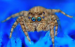 Jumping Spider HD Background Wallpaper 77188