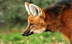 Maned Wolf HQ Background Wallpaper 74915