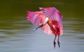 Roseate Spoonbill Background Wallpapers 78669