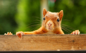 Squirrel Background Wallpapers 79909