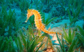 Seahorse Background Wallpapers 79184