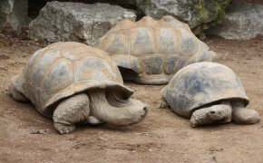 Aldabra Giant Tortoise Wallpaper 1920x1280 80997