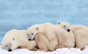 Cute Polar Bear 07782