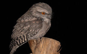 Tawny Frogmouth Background Wallpaper 80486