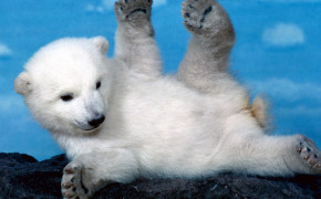 Cute Polar Bear Wallpaper HD 07779