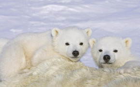 Baby Polar Bear Wallpaper HD 07619