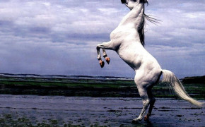 Arabian Horse Desktop Wallpaper 76060