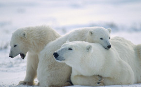 Cute Polar Bear Desktop Wallpaper 07773