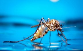 Mosquito HD Desktop Wallpaper 75235
