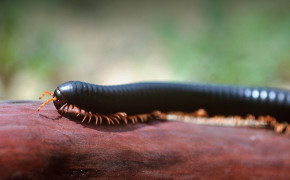 Millipede Background HD Wallpapers 75080
