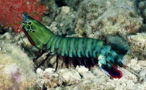 Mantis Shrimp HD Wallpaper 74948