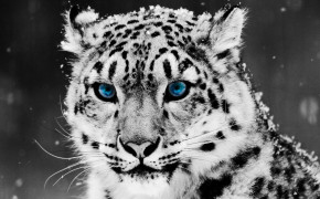 Snow Leopard Wallpaper 3840x2400 82481