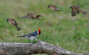 Red Crested Cardinal Wallpaper 3000x2000 82296